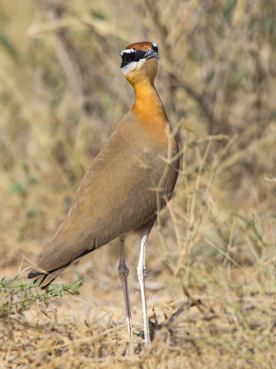 Indian Courser - ML436055581