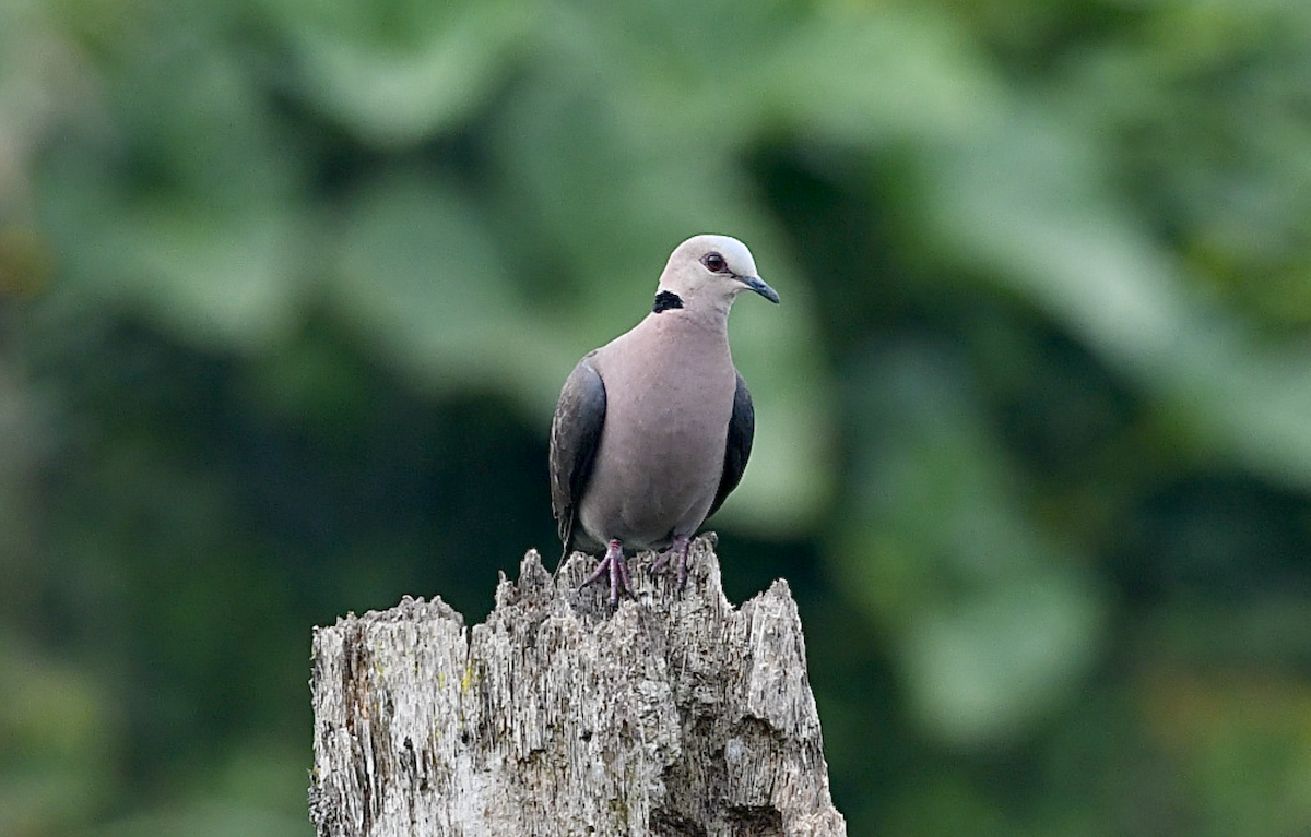 Red-eyed Dove - ML436055811