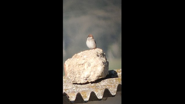 Eurasian Tree Sparrow - ML436056351
