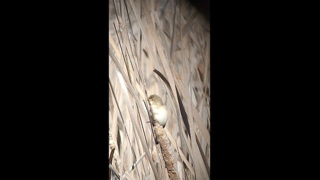 Common Reed Warbler - ML436056601