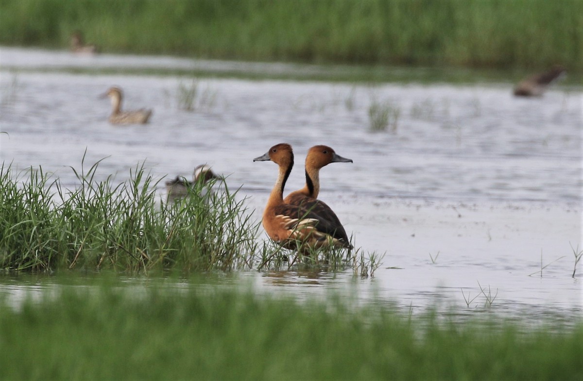 Fulvous Whistling-Duck - ML436056691