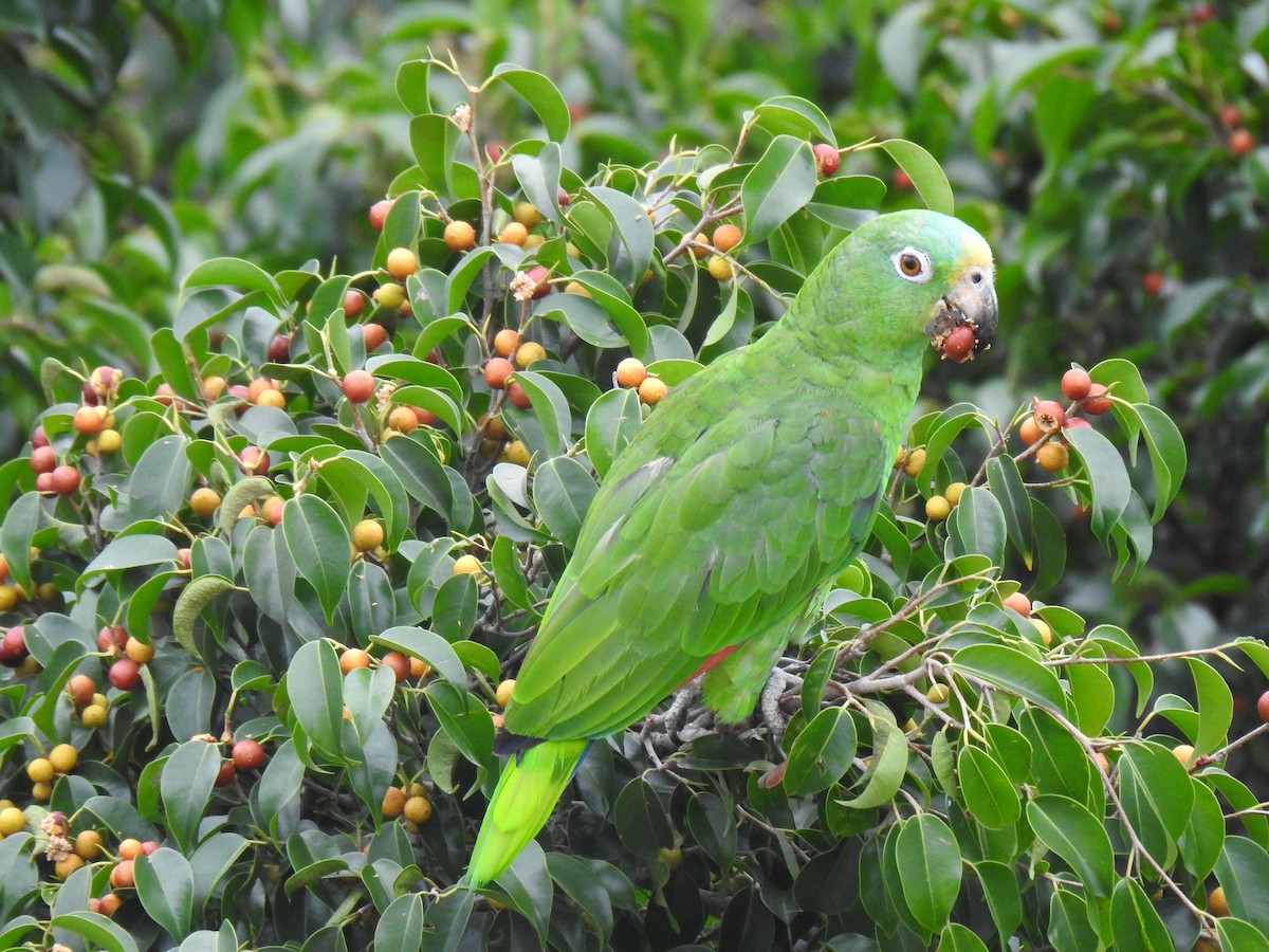 Yellow-crowned Parrot - ML436057251