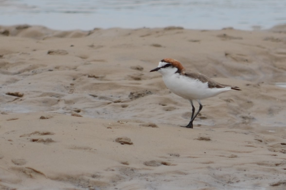Red-capped Plover - ML43606231