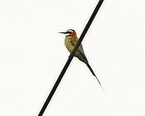 White-throated Bee-eater - Maciej  Kotlarski