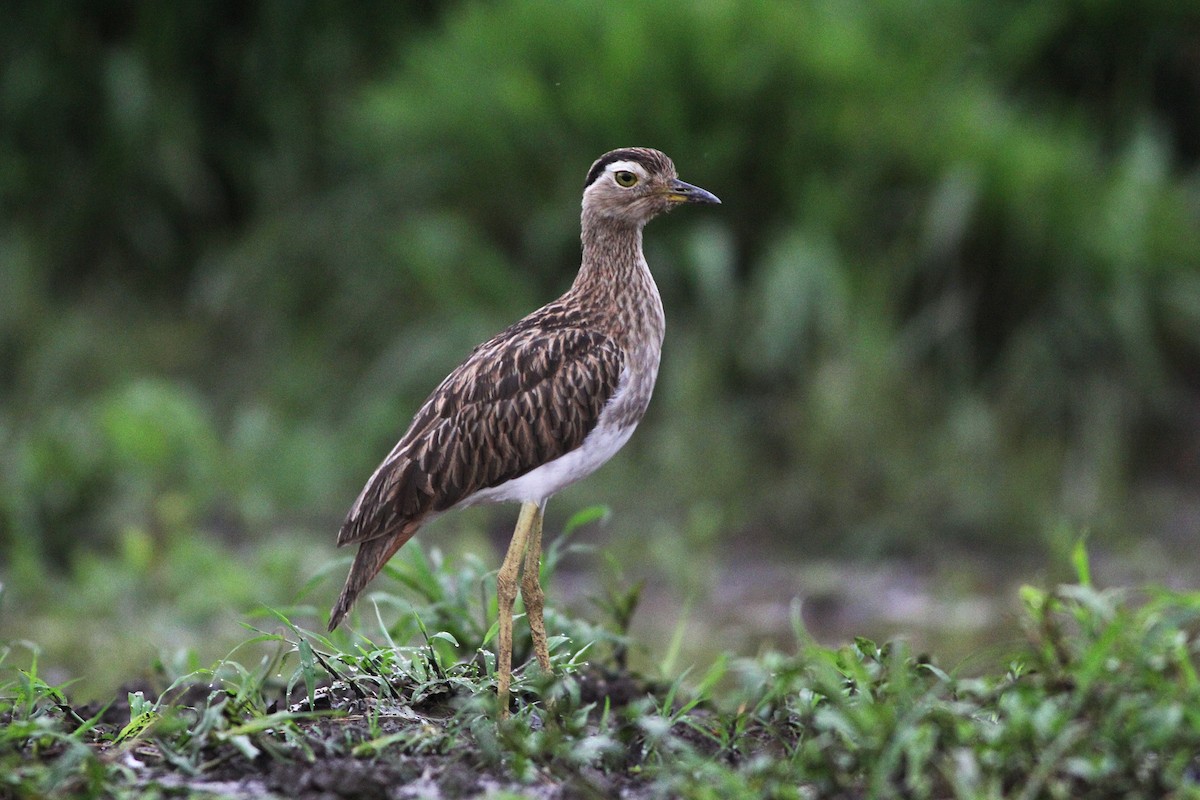 Double-striped Thick-knee - Scott Olmstead
