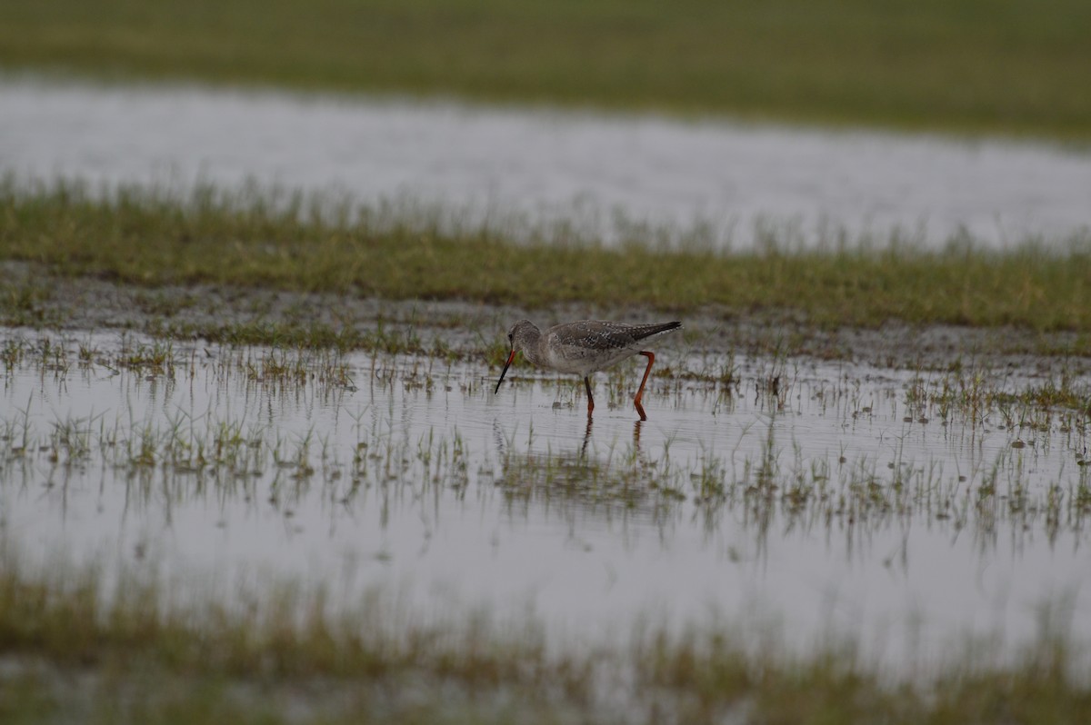 Spotted Redshank - kiran more