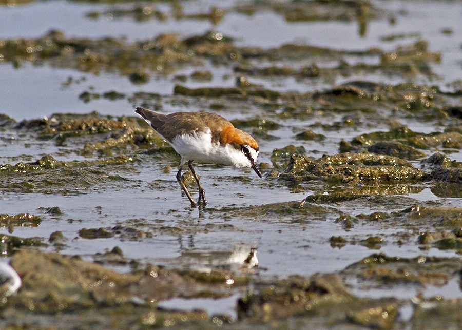 Red-capped Plover - ML43606841