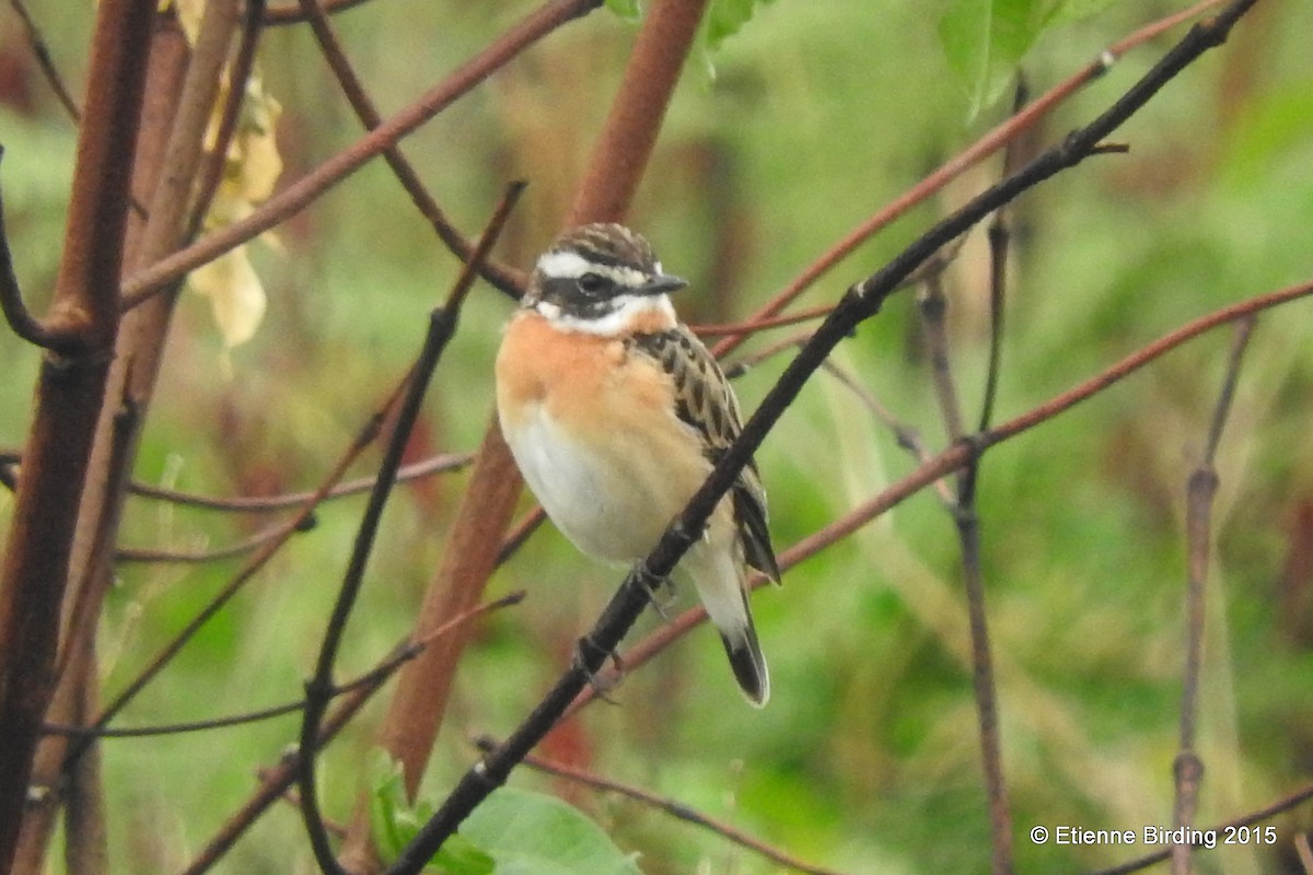 Whinchat - ML436079211