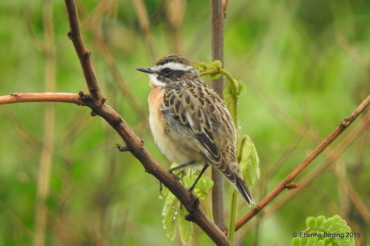 Whinchat - ML436079231