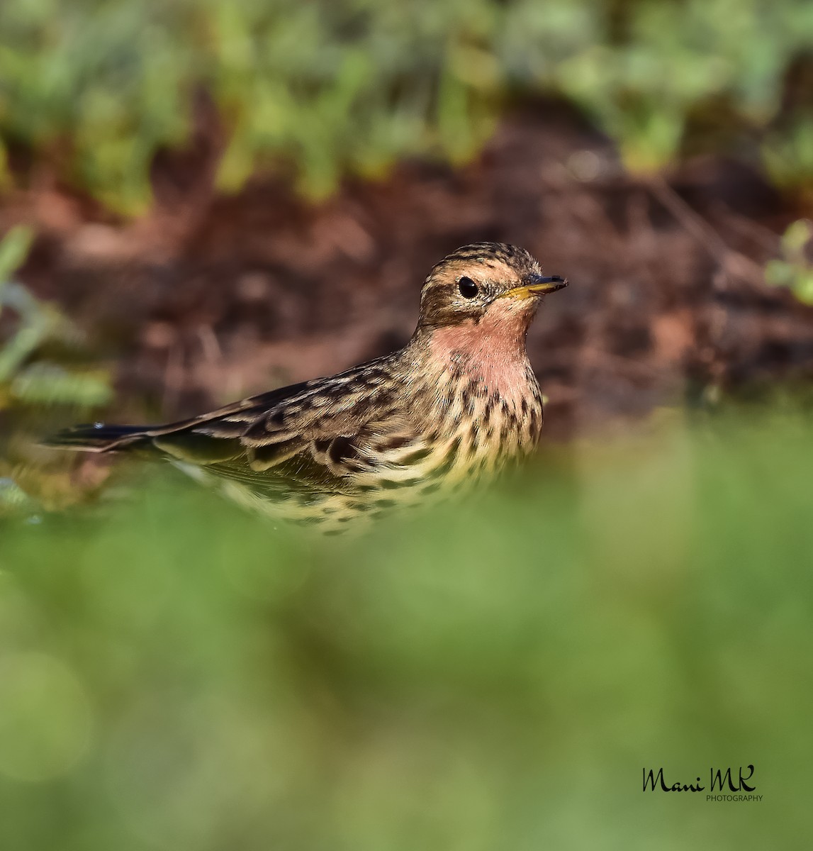 Red-throated Pipit - ML436079371