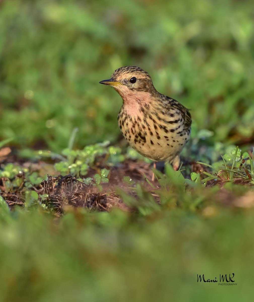 Red-throated Pipit - ML436079381