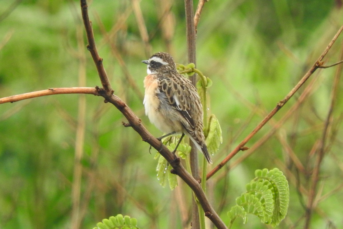 Whinchat - ML436079551