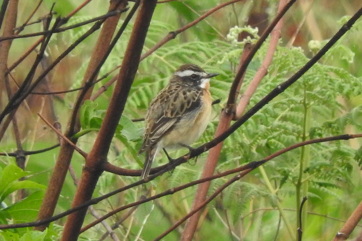 Whinchat - ML436079591