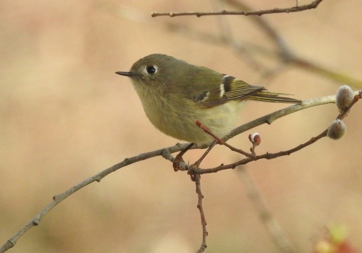 Ruby-crowned Kinglet - Mary  McMahon
