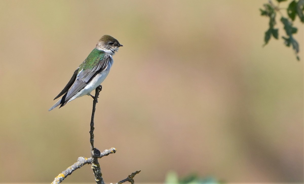 Violet-green Swallow - ML436085201