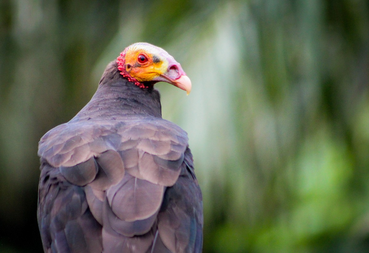 Lesser Yellow-headed Vulture - ML436089301