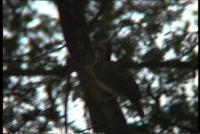 Nubian Woodpecker - ML436093