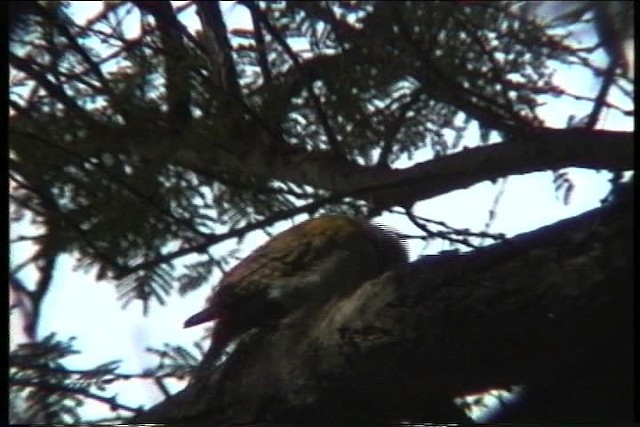 African Gray Woodpecker - ML436097