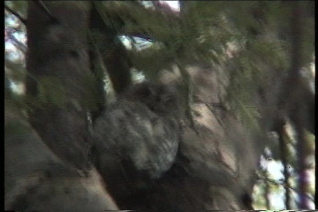 African Scops-Owl - ML436106