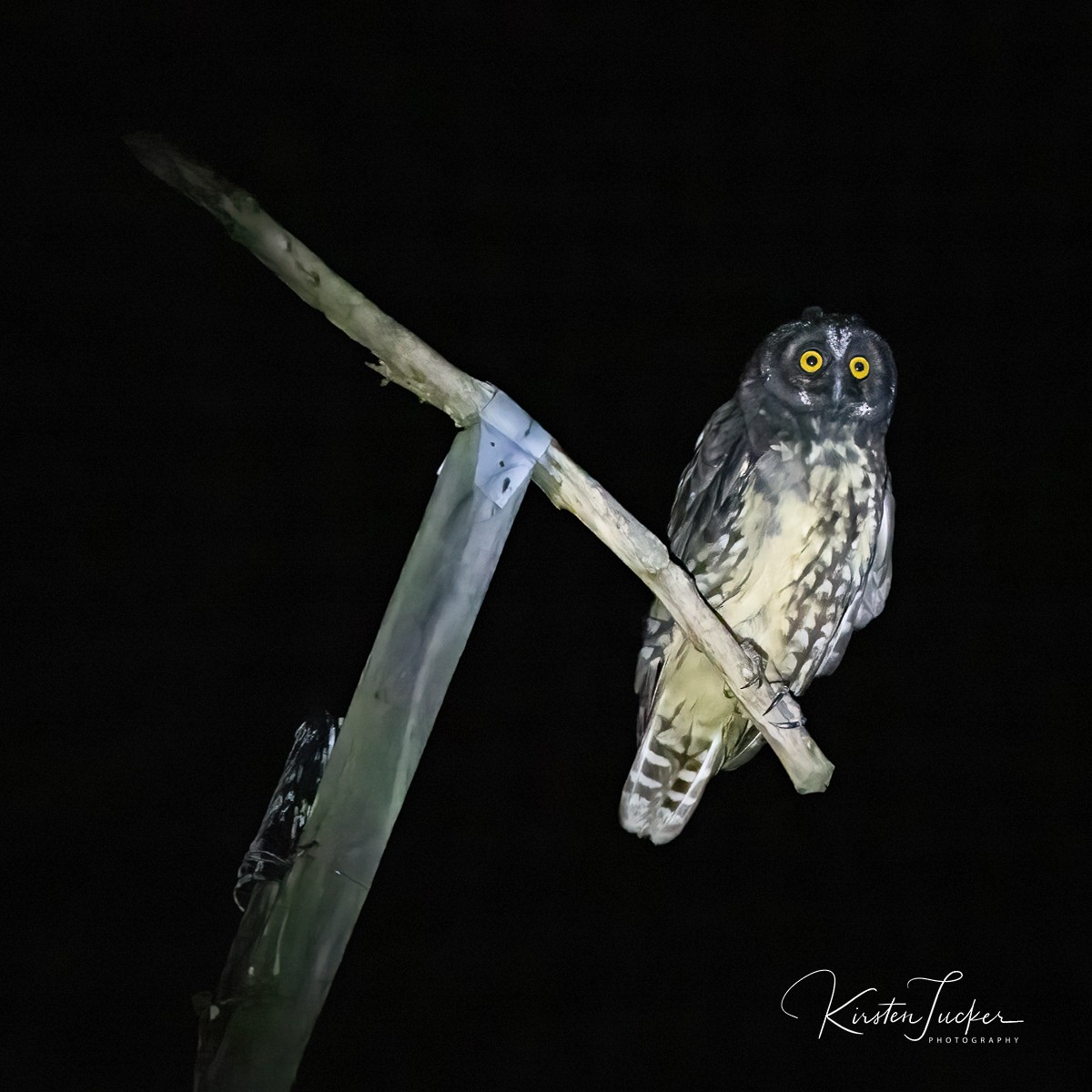 Stygian Owl - Kirsten Tucker