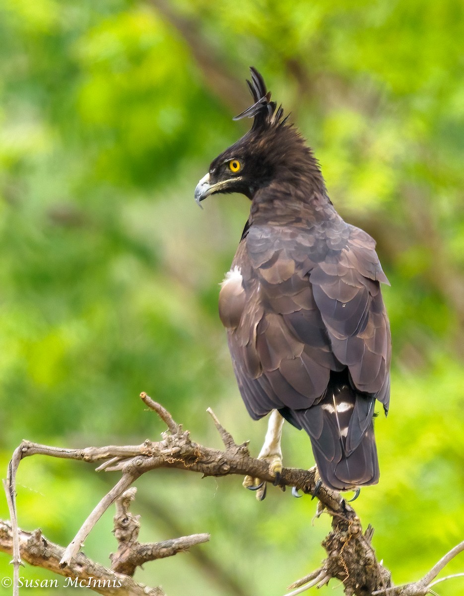 Long-crested Eagle - Susan Mac