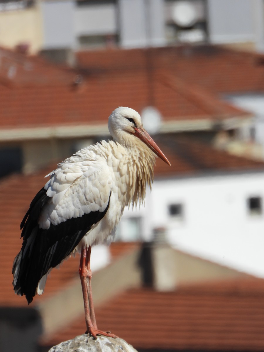 White Stork - Ignacio Aparicio