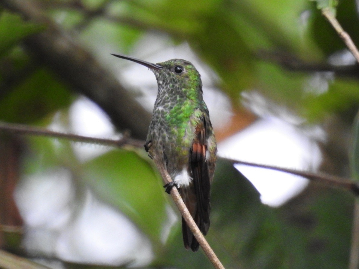 Berylline Hummingbird - Francisco Dubón