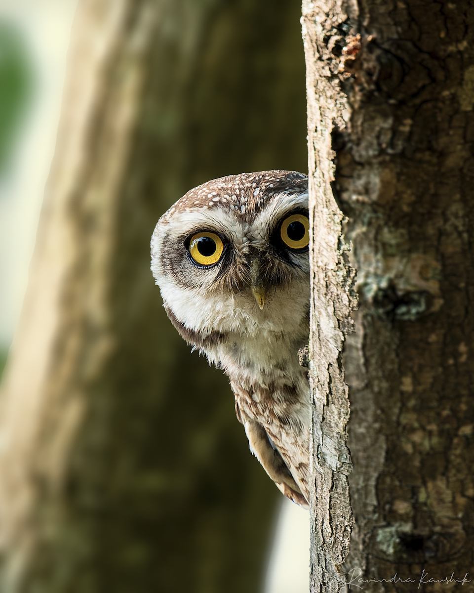 Spotted Owlet - ML436123701