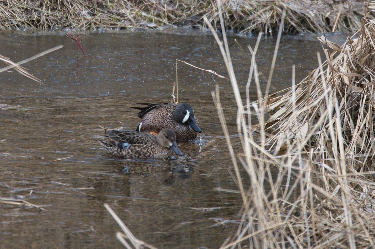 Blue-winged Teal - ML436124351