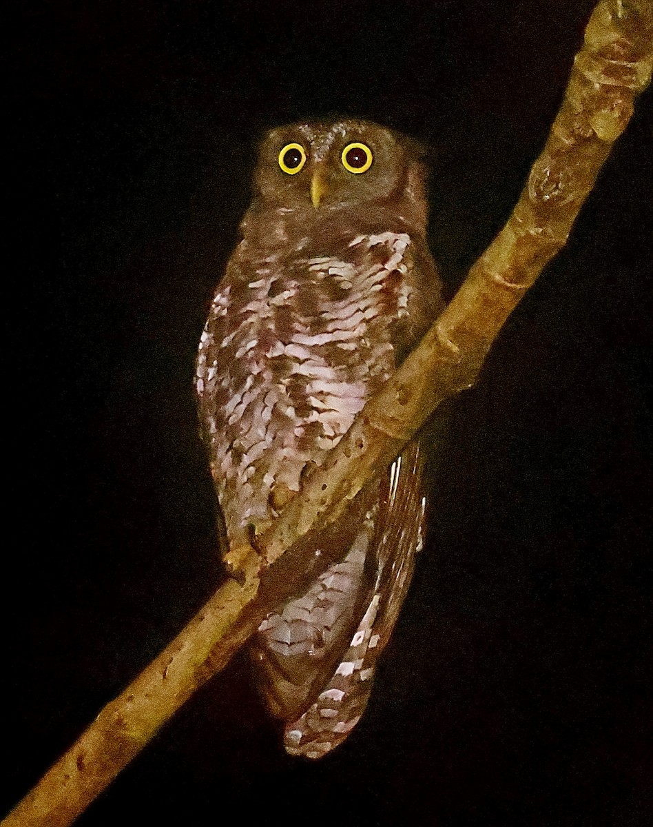 Akun Eagle-Owl - Maciej  Kotlarski