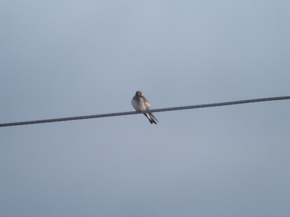 Northern Rough-winged Swallow - ML436129131