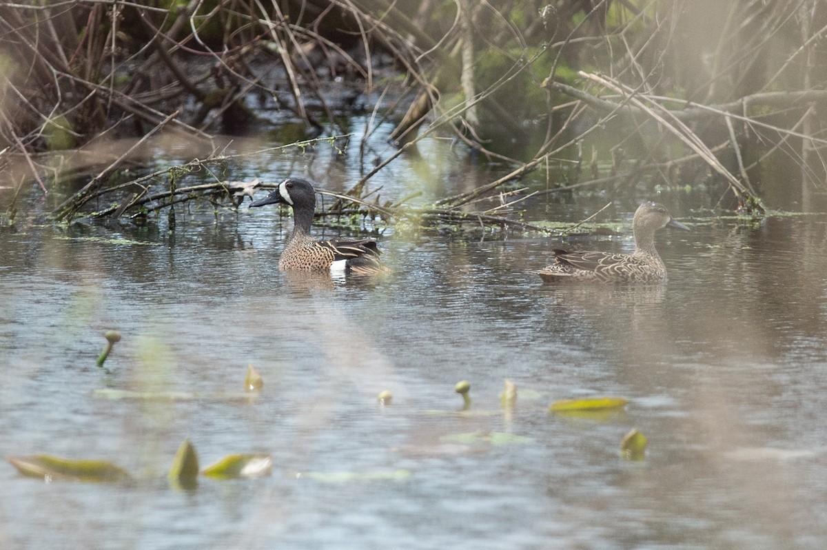 Blue-winged Teal - ML436138731
