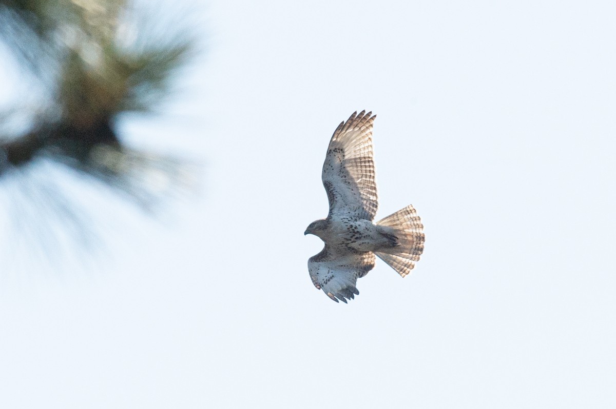 Red-tailed Hawk - ML436139801