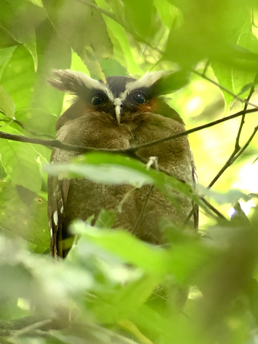 Crested Owl - Justin Alvarado