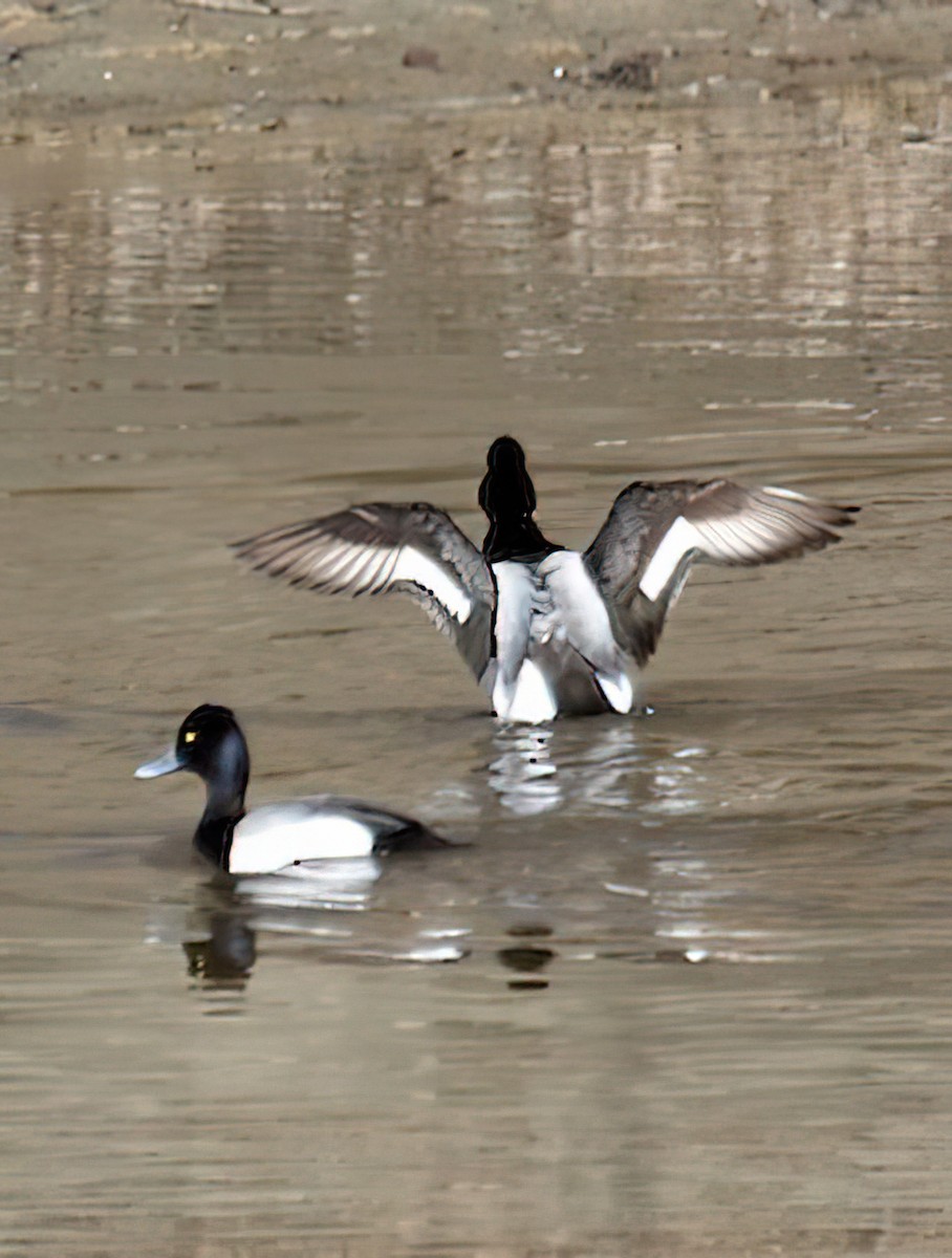 Greater Scaup - ML436164441