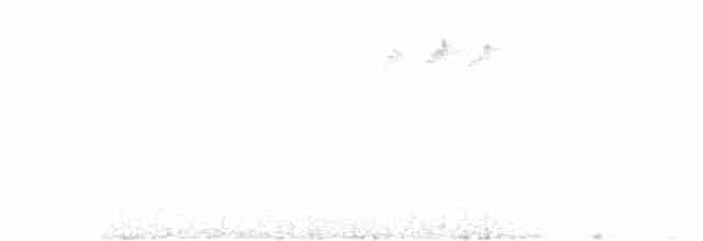 Желтоголовый королёк (teneriffae) - ML436167401