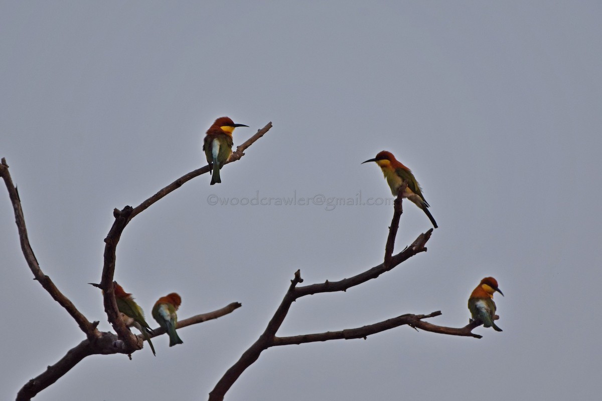 Chestnut-headed Bee-eater - Rajesh Radhakrishnan