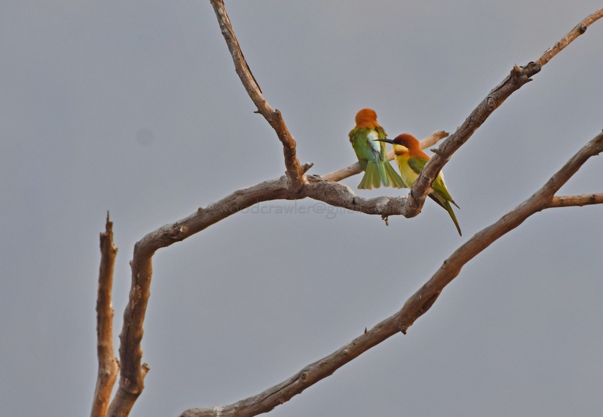 Chestnut-headed Bee-eater - ML43617321