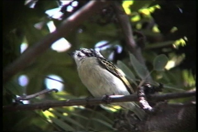 Red-fronted Tinkerbird - ML436174