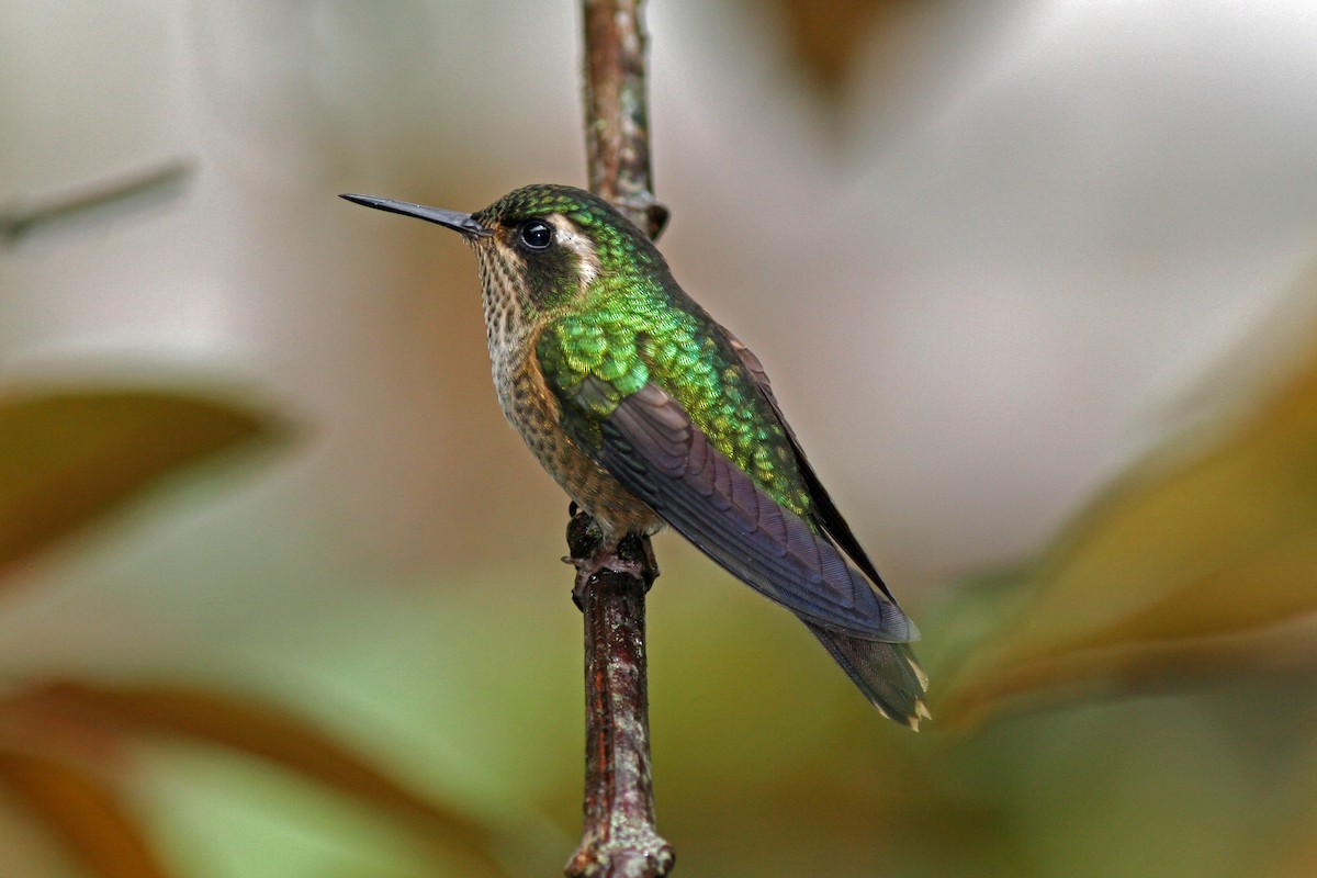 Speckled Hummingbird - David Disher