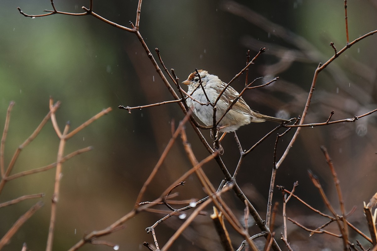 White-crowned Sparrow - ML436177791