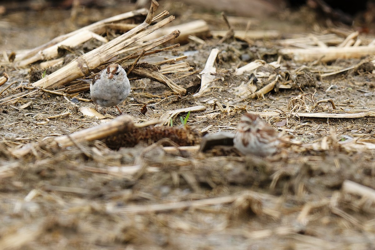 White-crowned Sparrow - ML436177801