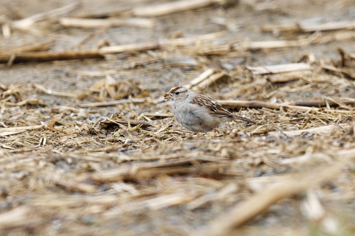 White-crowned Sparrow - ML436178411