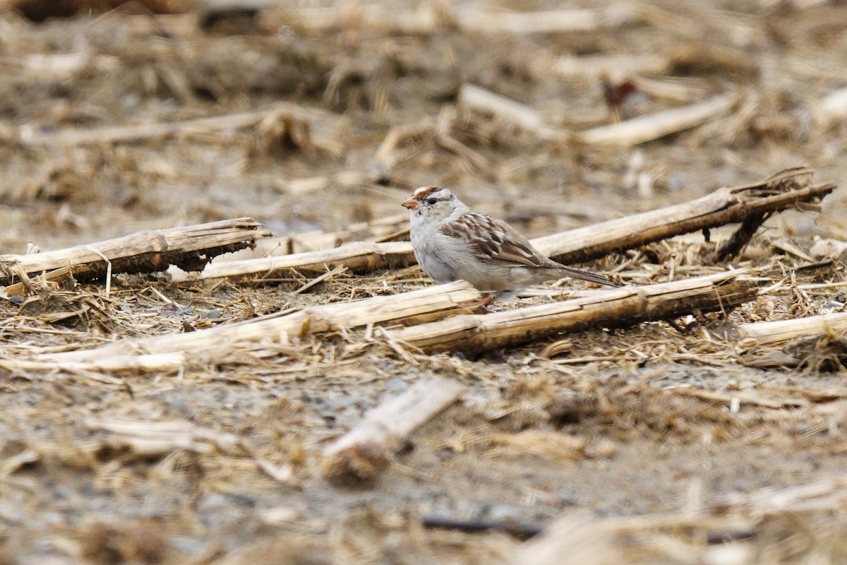 White-crowned Sparrow - ML436178421