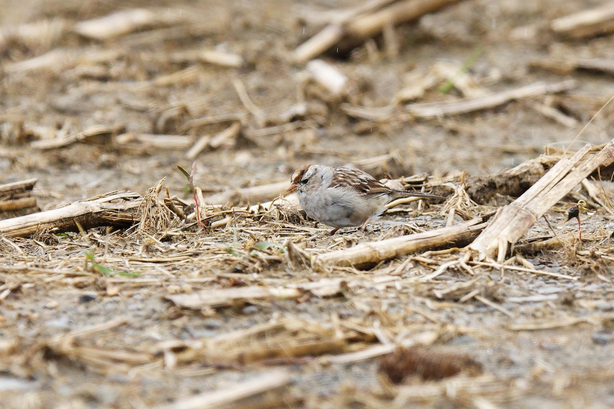 White-crowned Sparrow - ML436178431