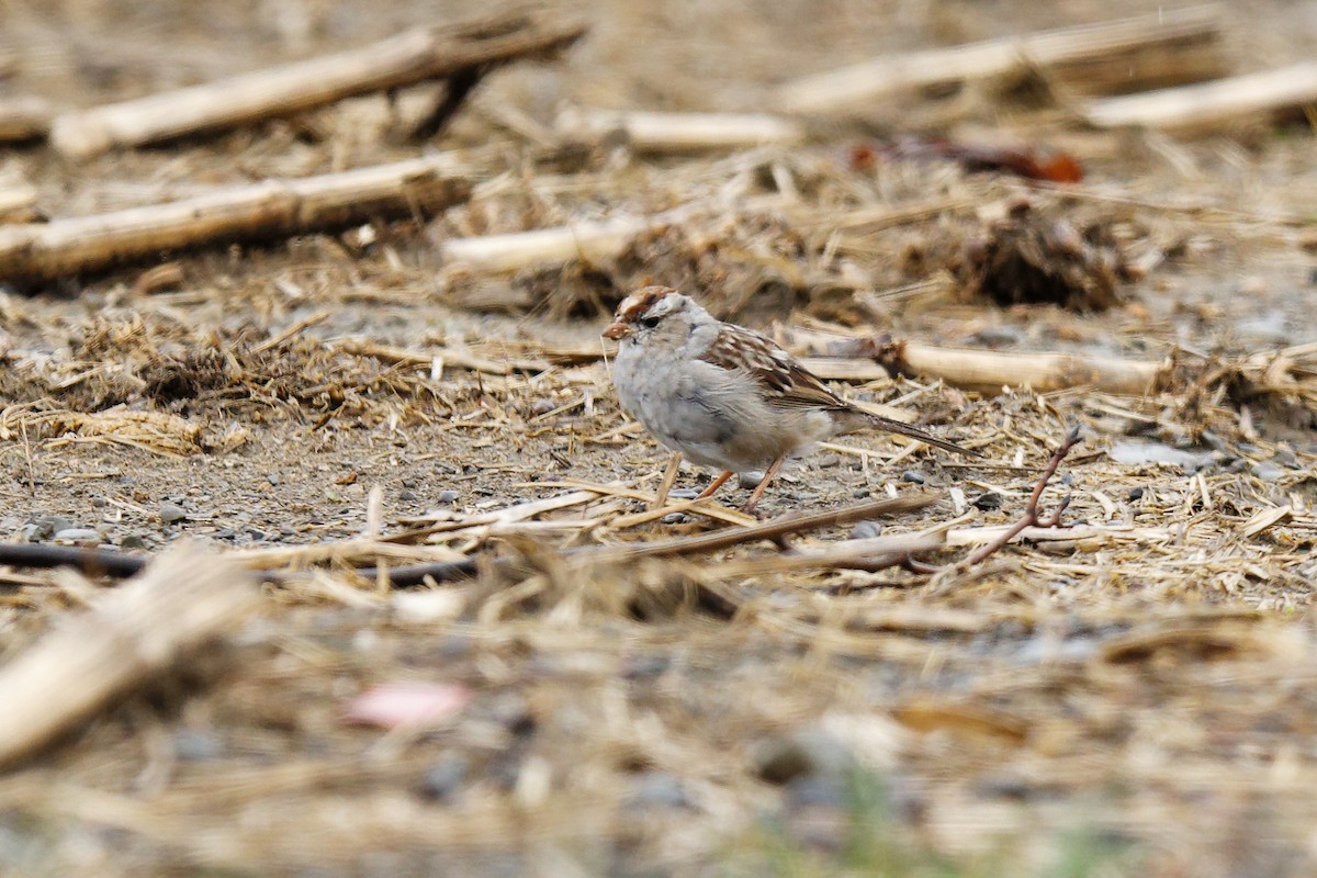 White-crowned Sparrow - ML436178441