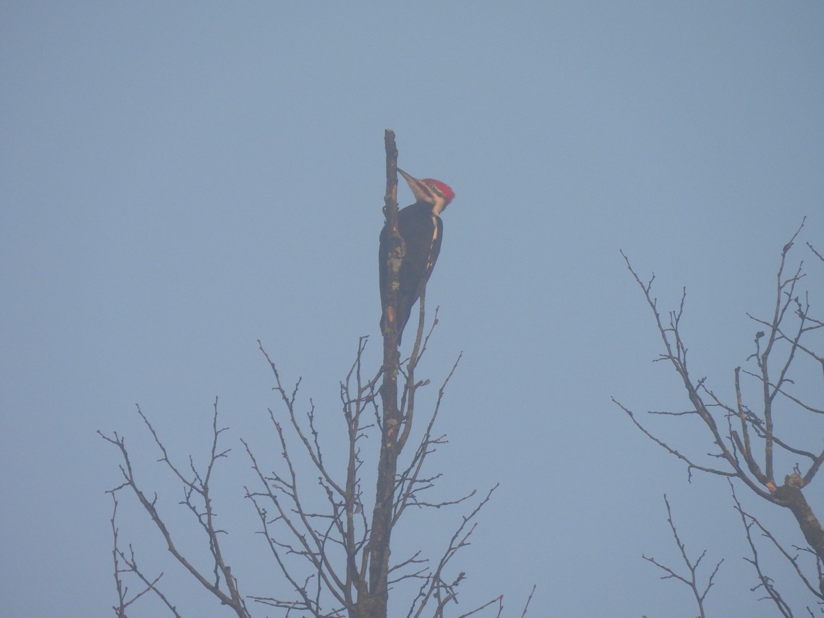 Pileated Woodpecker - ML436190231