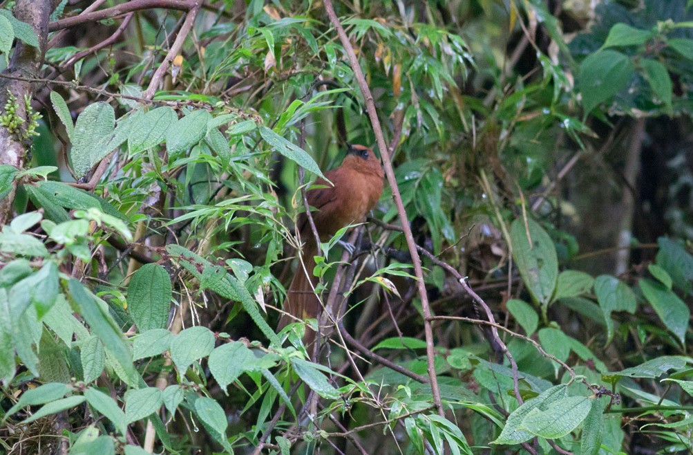 Rufous Spinetail - Michael Todd