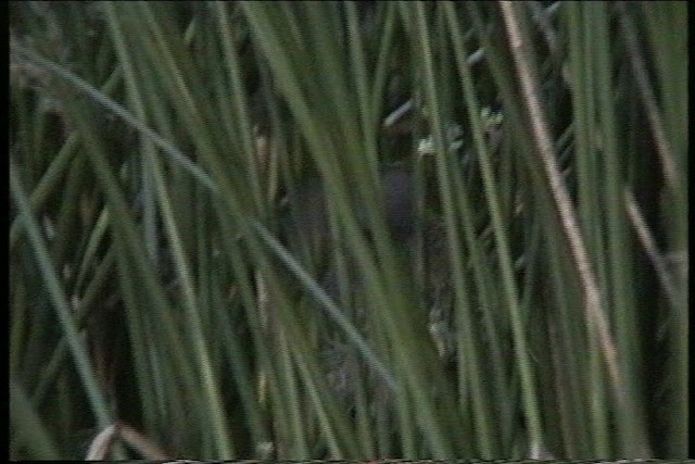 Lesser Swamp Warbler - ML436193
