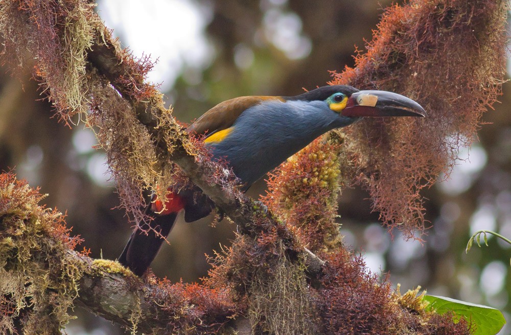 Plate-billed Mountain-Toucan - Michael Todd